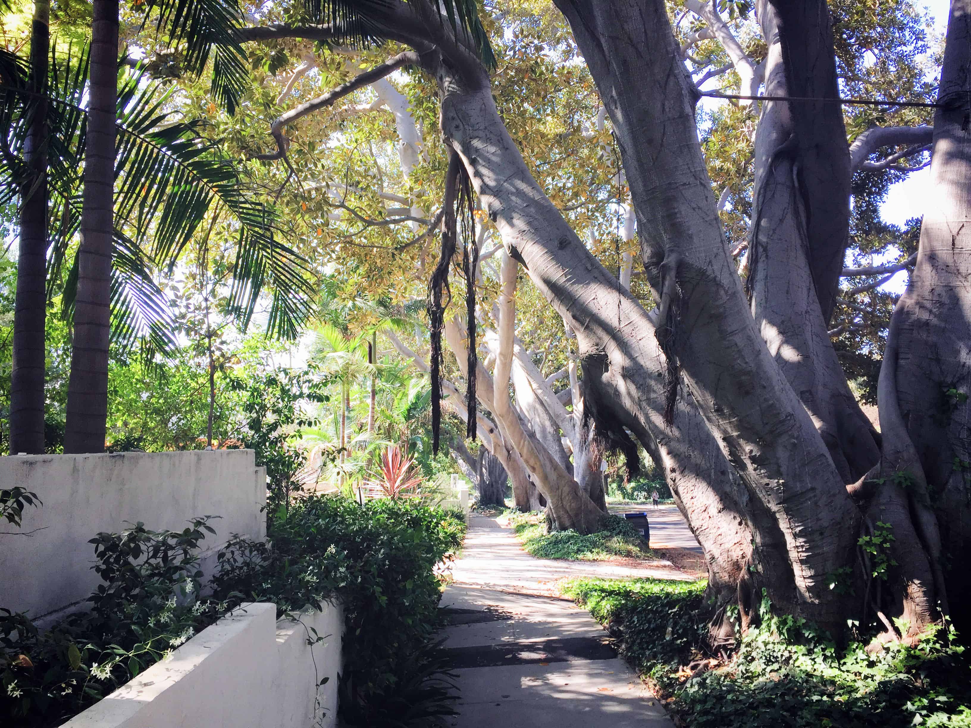 tree lined street