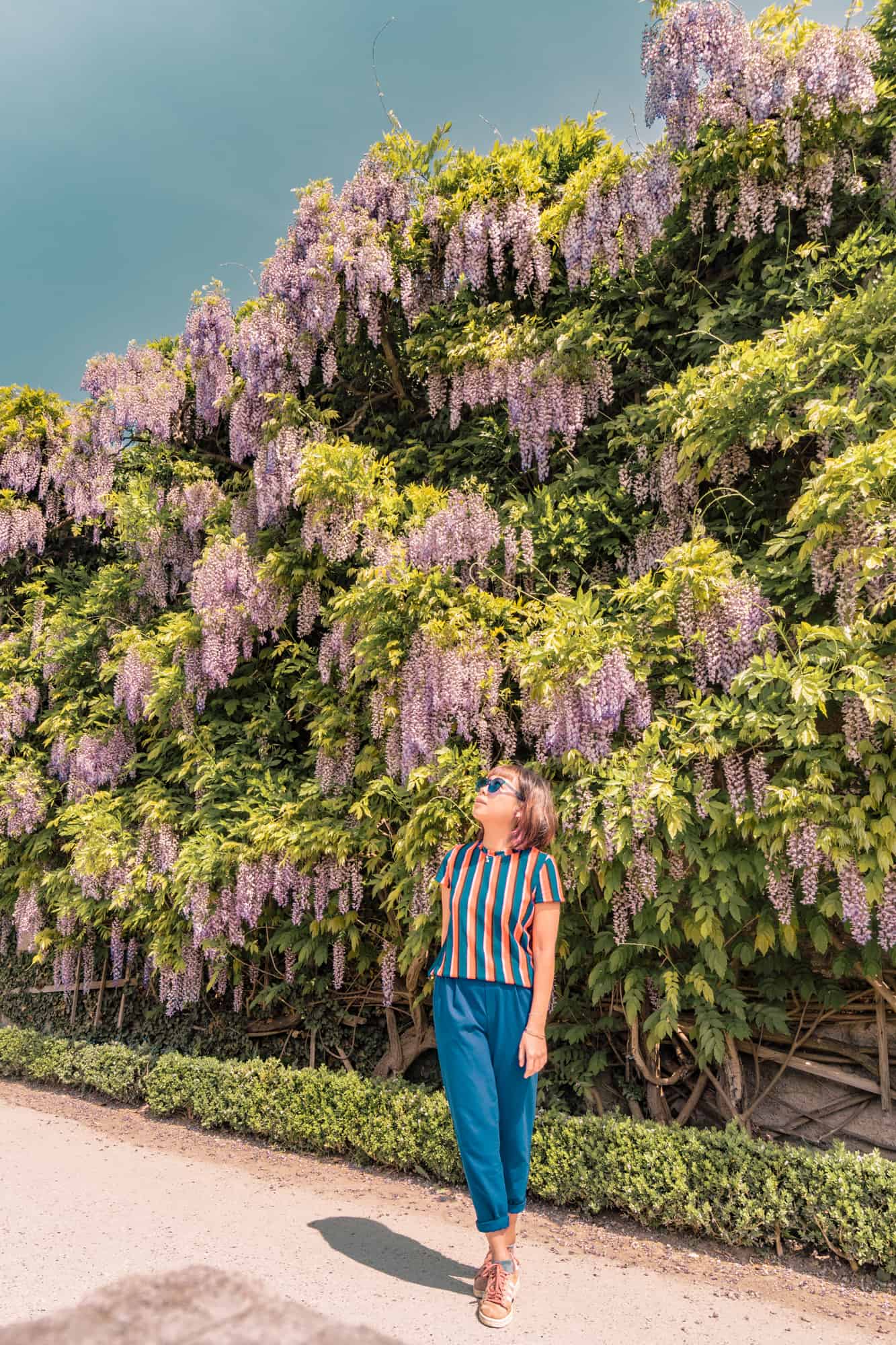 salzburg wisteria