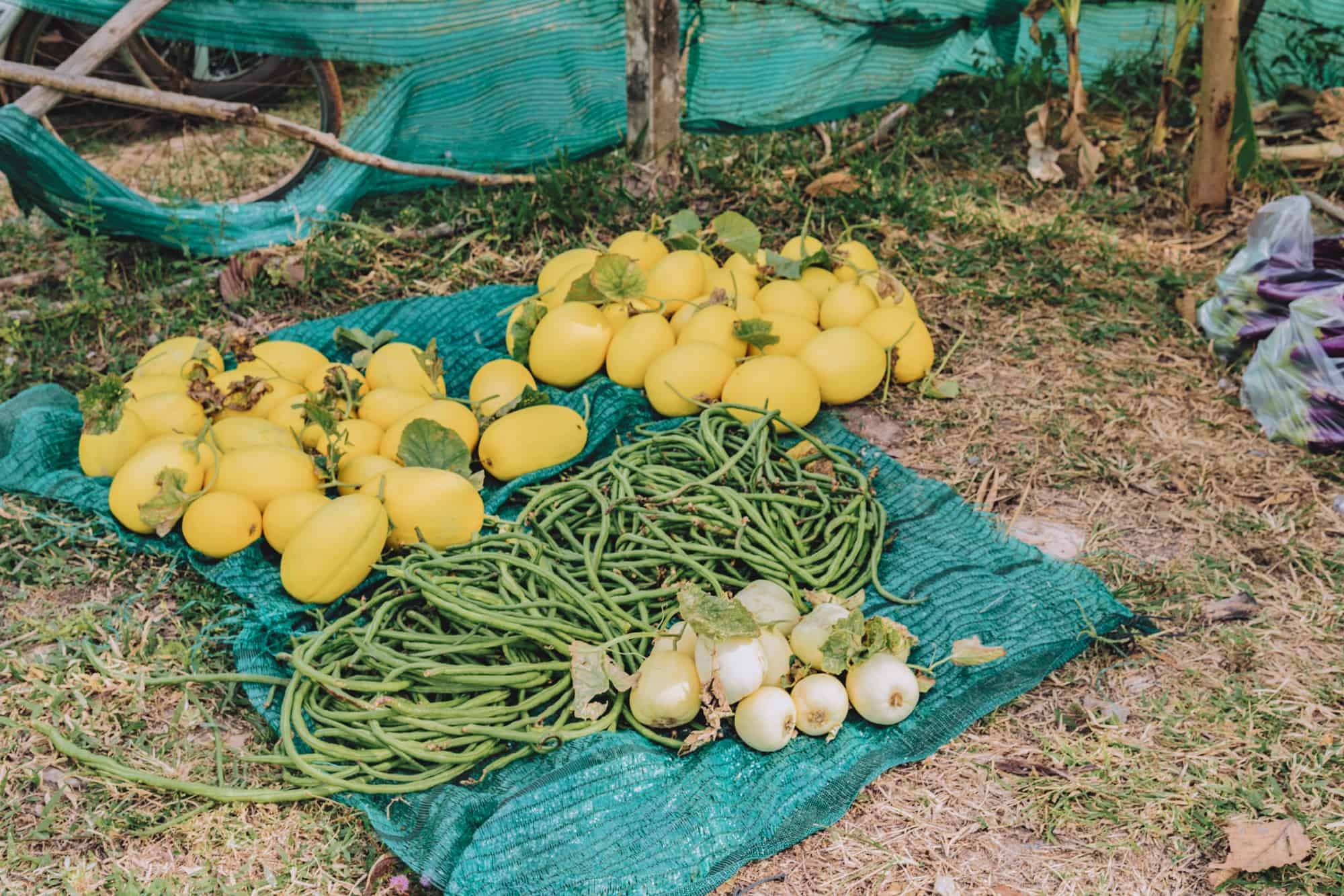 Shinta Mani Farm